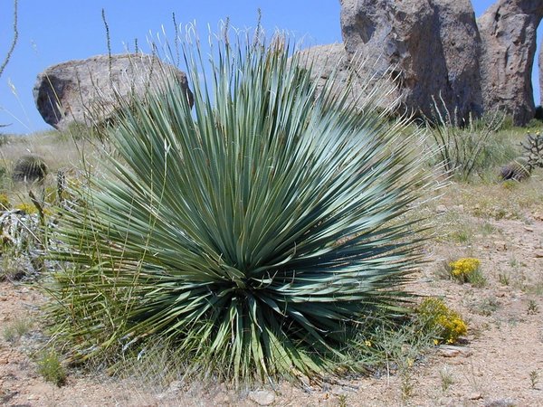 Récupérez votre yucca : astuces pour feuilles sèches